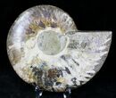 Cut Ammonite Fossil (Half) - Agatized #21163-1